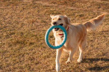 Açık havada beyaz av köpeği portresi..