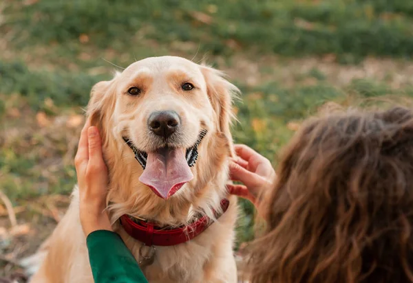 秋天树叶背景上的金黄色猎犬. — 图库照片