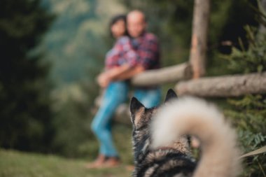 Genç, şirin, iri kıyım bir köpeğin portresi. Arkadaşlık, evcil hayvan ve insan. Sahibi ile gezen köpek.