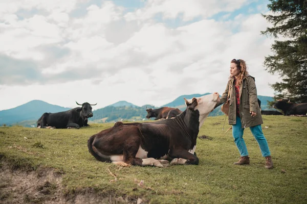 Gros Plan Vache Brune Dans Pâturage Dans Paysage Montagneux Les — Photo