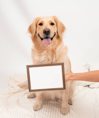 Kadın eli, tahtaya yazı yazdırır. Gülücükler saçan sevimli köpek golden retriever isim levhası ile Ev Dünyası 'nda kal. Salgın Coronavirüs covid-19 konsepti