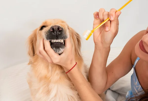 Kadın elleri bir ağızlık ve diş fırçası tutuyor. Evde diş fırçasıyla dişlerini fırçalayan bir köpek. Evcil hayvan hijyen konsepti