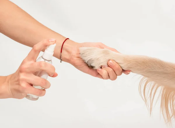 Kızlar dezenfektanla dezenfekte etmek için köpek patisi tutuyor. Stüdyo çekimi, pati bakımı, sağlık bakımı