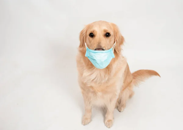 Golden retriever köpeği, stüdyoda virüsten korunmak için tıbbi maske takıyor. ilaç, evcil hayvanlar ve salgın konsepti