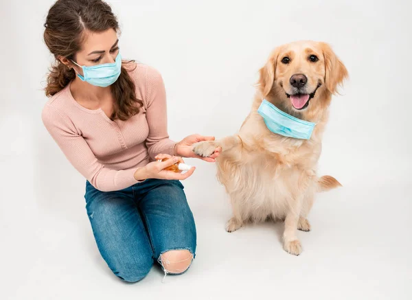 Tıbbi korumalı yüz maskesi takan kadın köpekleri dezenfekte ediyor. Bir köpek gülümsemesi beyaz arka planda izole edilmiş bir maskeyle kameraya bakar. Evcil hayvan hijyen kavramı