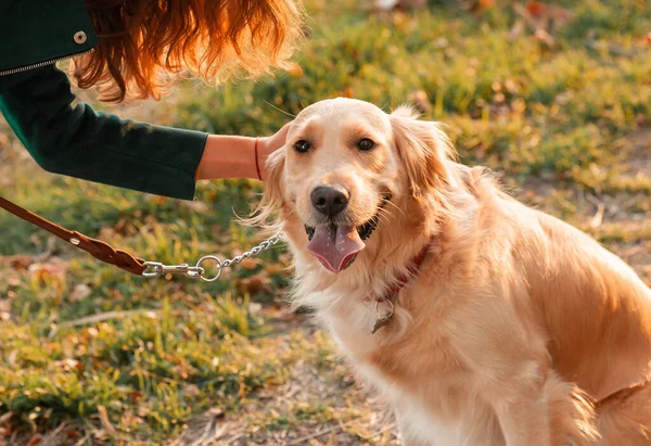 晴れた日に屋外を歩く巻き毛の女性とゴールデンレトリバー犬 公園で犬を訓練しなさい ペットへの愛とケア — ストック写真
