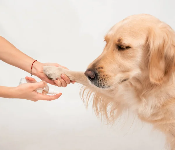 Meisjes Hand Houden Honden Poot Desinfecteren Met Een Ontsmettingsmiddel Een — Stockfoto