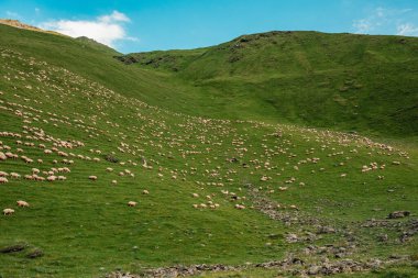 Dağlarda bir koyun sürüsü. Güzel dağ manzarası. Çobanlar Dağlarda Evdeler. Gün batımında dağ sırası. Manzaranın manzarası. Koyunlar yün, süt ve et temin eder.