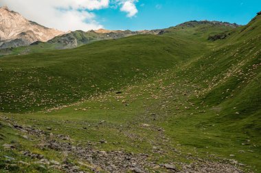Dağ, tepe, günbatımı, güzel manzaralı dağlar bir sığır sürüsü. Mükemmel çayır koyunu.