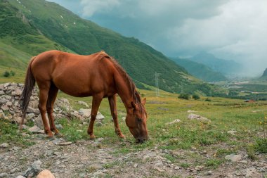 Kafkas Dağları 'nın eteklerindeki bir çayırda vahşi at otluyor. Manzaralı doğa manzarası alanında manzara manzarası