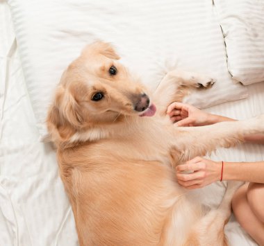 Yatakta uyuyan sevimli Golden Retriever köpeği. Köpek beyaz battaniyeyle örtülmüş. Evde şaplak atma zamanı. Cozyness ve komik köpek. En iyi görüntü konsepti