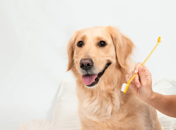 女の子の手は銃口と歯ブラシを保持します 歯を磨く女は家で歯ブラシで黄金の取得犬 ペット歯科衛生コンセプト — ストック写真