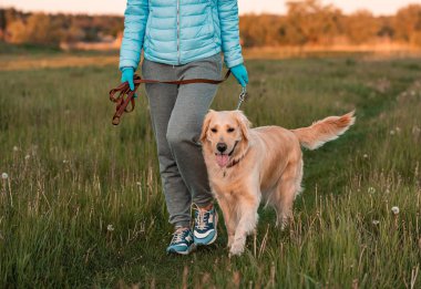 Güneşli bir günde dışarıda gezen kıvırcık bir kadınla Golden Retriever köpeği. Parkta köpeği eğitiyorum. Evcil hayvana sevgi ve ilgi göster. Koronavirüs salgını, karantina.