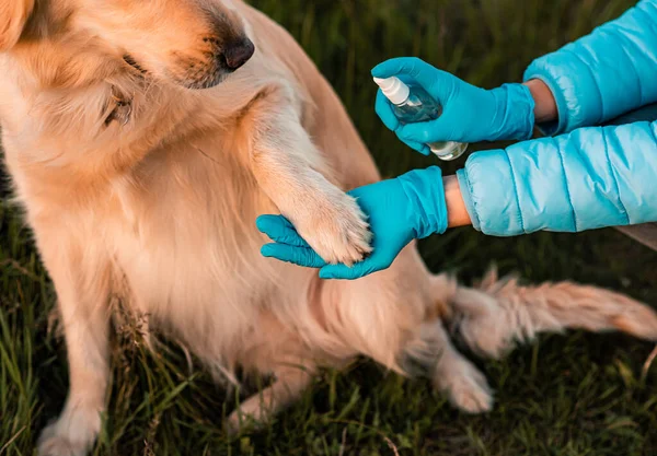 Woman hands using sanitizer to disinfect dogs paws on nature green park. Golden retriever dog on the background. Pets hygiene concept