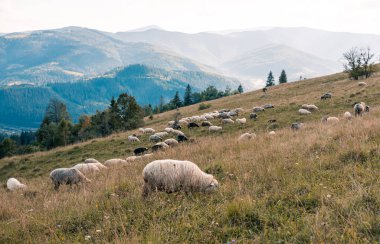 Dağlarda koyun sürüsü. Güzel dağ manzaralı. Çoban ev dağlarda. Gün batımında dağ. Manzara Panoraması
