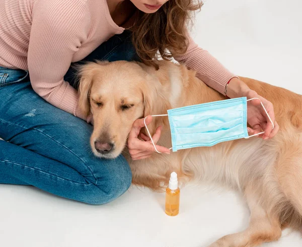Golden retriever dog wearing medical mask for protection from virus isolated. medicine, pets and pandemic concept. Pet care animal life quarantine at home