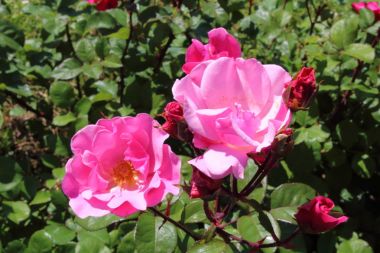 Parkta arka plan gül