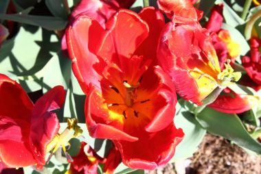 Lale parkta arka plan ile