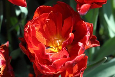 Lale parkta arka plan ile