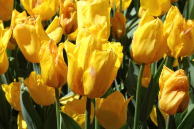 Lale parkta arka plan ile