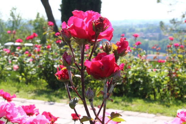 Parkta arka plan gül