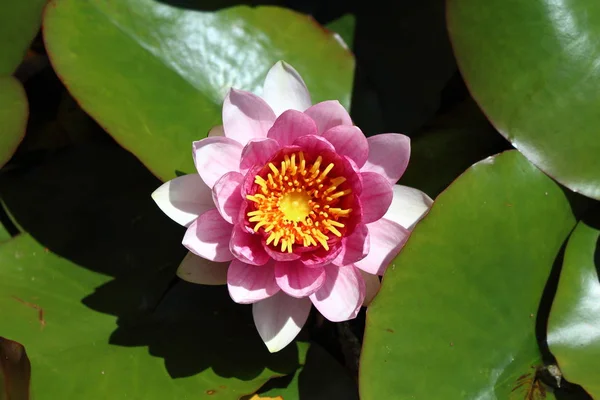 Water lilies with the park in background — Stock Photo, Image