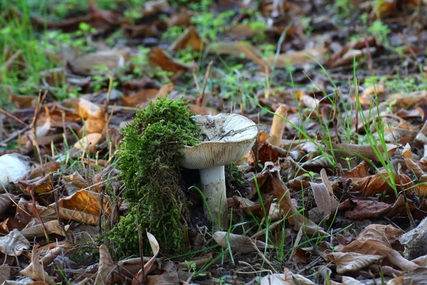 非食用白蘑菇 — 图库照片