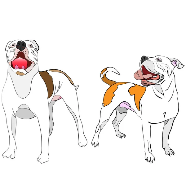 Un couple de bulldogs américains — Image vectorielle