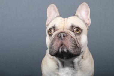 Tatlı Fransız bulldog 'u 
