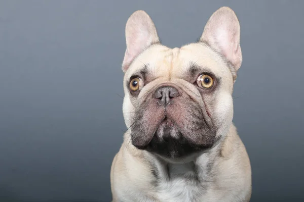 Cute french Bulldog — Stock Photo, Image