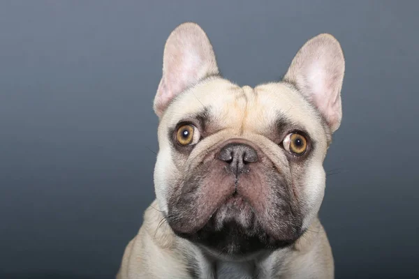 Portrait of a young french Bulldog — Stock Photo, Image