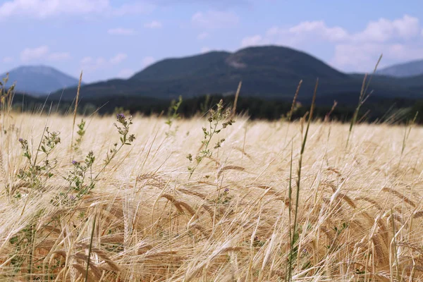Altın buğday tarlası ve güneşli gün 