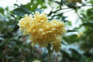 Çalılıklarda sarı çiçek