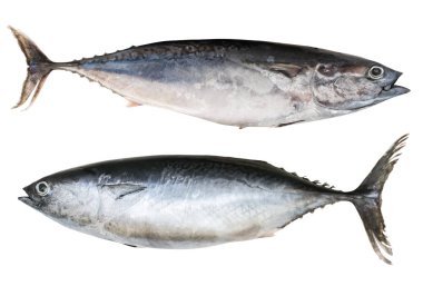 İki Akdeniz istavrit. Trachurus mediterraneus