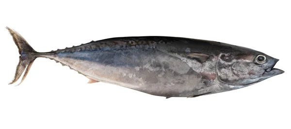 Akdeniz istavrit. Trachurus mediterraneus