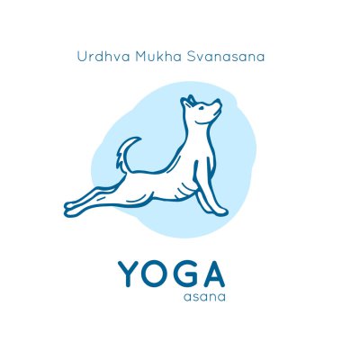 Vector illustration with funny dog in a yoga pose Urdhva Mukha Svanasana on a white background as design element for yoga poster, web site, studio or yoga class.