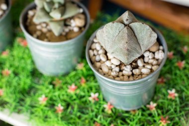 Kaktüs saksıda, masada. Tatlı filtreli. Strofizum myriostigma..