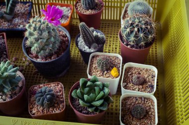 Bir sürü kaktüs saksıda, masada. Tatlı filtreli..
