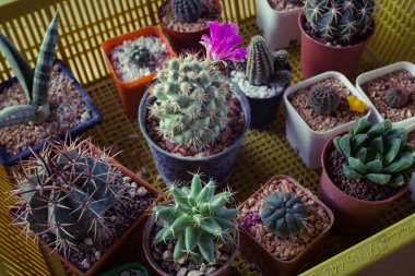 Bir sürü kaktüs saksıda, masada. Tatlı filtreli..