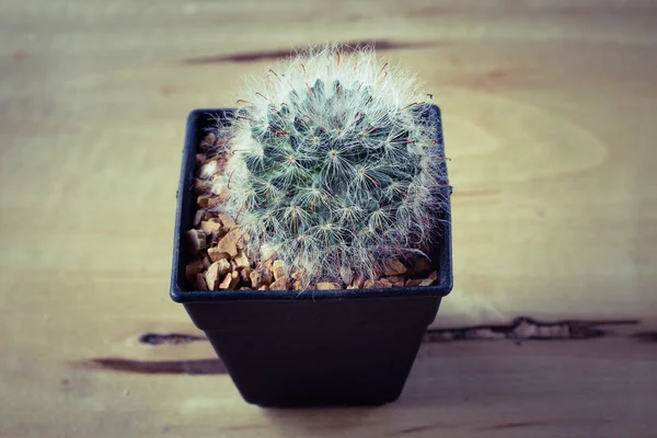 Cactus Potted Table Sweet Filter Mammillaria Plumosa — Stock Photo, Image