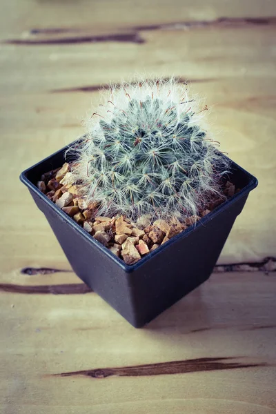 Cactus Potted Table Sweet Filter Mammillaria Plumosa — Stock Photo, Image