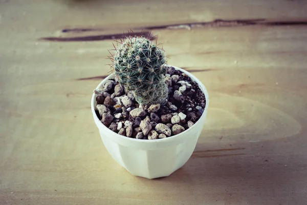Cactus Potted Table Sweet Filter — Stock Photo, Image