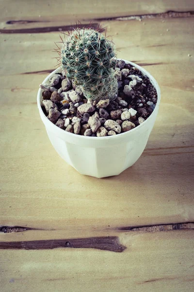 Cactus Potted Table Sweet Filter — Stock Photo, Image