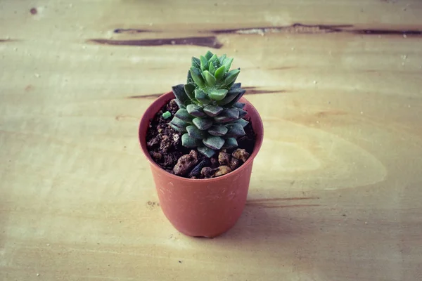 Cactus Potted Table Sweet Filter — Stock Photo, Image