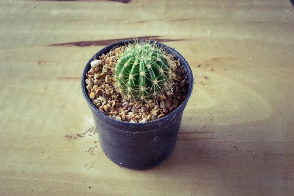 Cactus Potted Table Sweet Filter Echinocactus Grusonii — Stock Photo, Image
