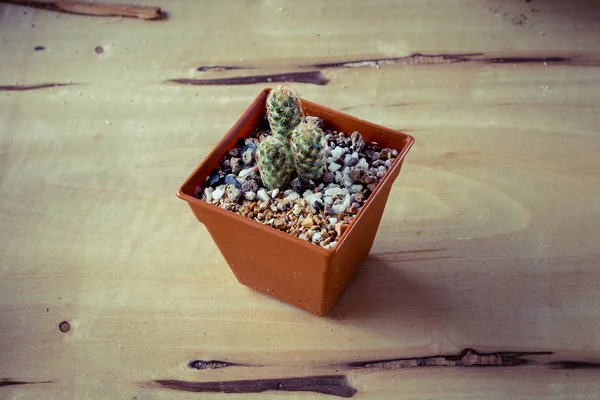 Cactus Potted Table Sweet Filter — Stock Photo, Image