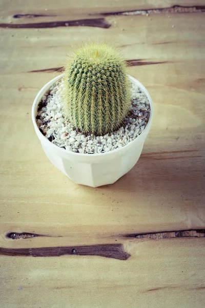 Cactus Potted Table Sweet Filter Eriocactus Leninghausii — Stock Photo, Image