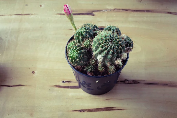 Cactus Potted Table Sweet Filter Echinopsis Calochlora — Stock Photo, Image