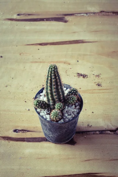 Cactus Potted Table Sweet Filter — Stock Photo, Image