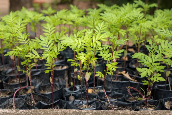 Small Sapling Tree Garden Little Green Plant Sapling Agriculture Concept — Stock Photo, Image